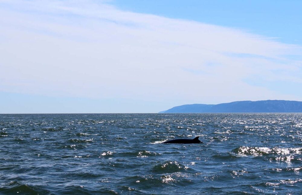 Close up of fin of minke whale rising above ocean in Tadoussac