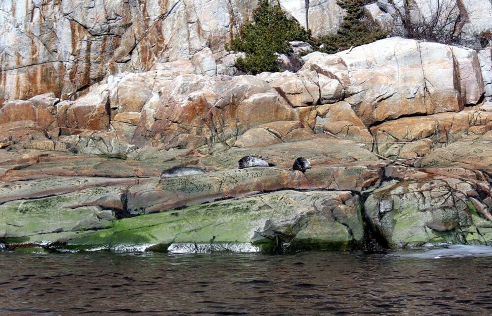 Seal colony on rock as seen from AML whale watching tour in Tadoussac