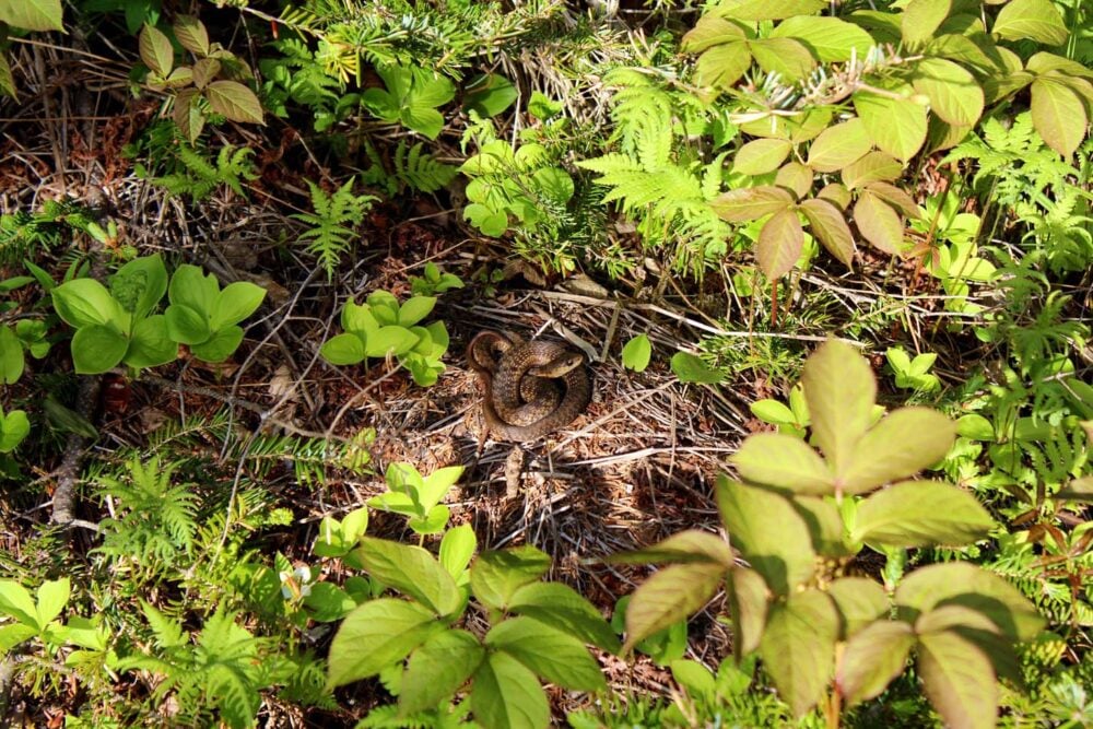 Brown curled up snake in the middle of foliage on the Cape Chignecto Coastal Trail