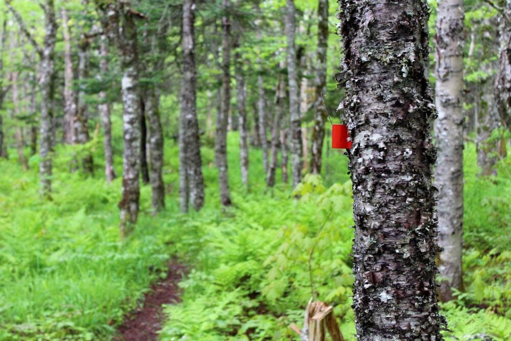 Tree with an orange/red trail market attached on the Cape Chignecto Coastal Trail