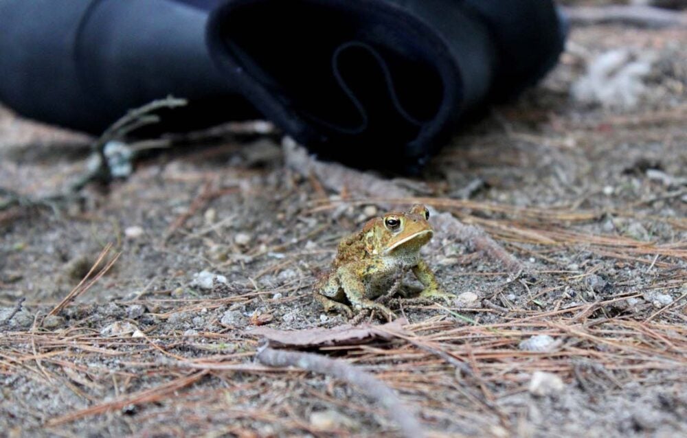 Close up of frog on ground in Kejimkujik National Park