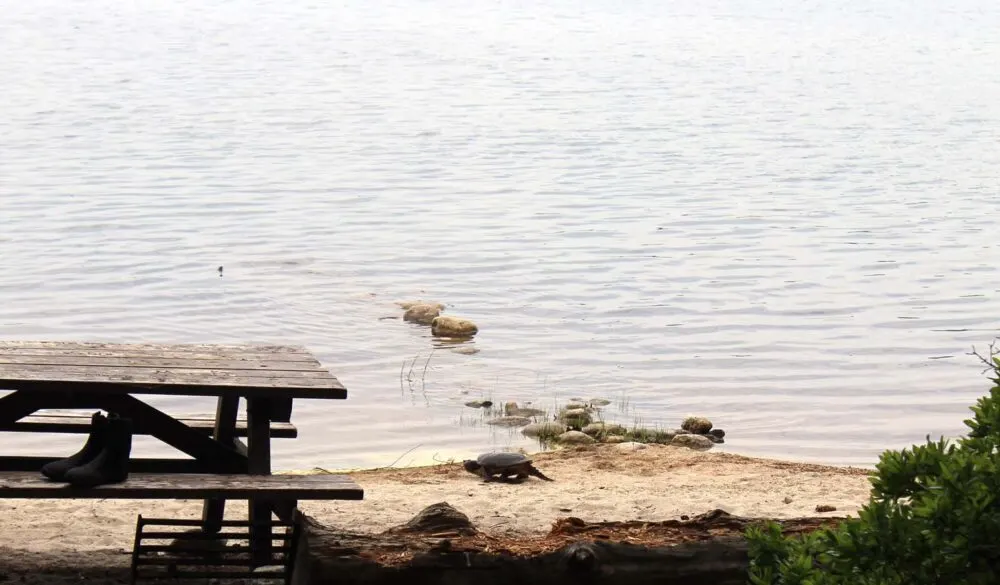 Snapping turtle on shore next to picnic table at Kejimkujik National Park