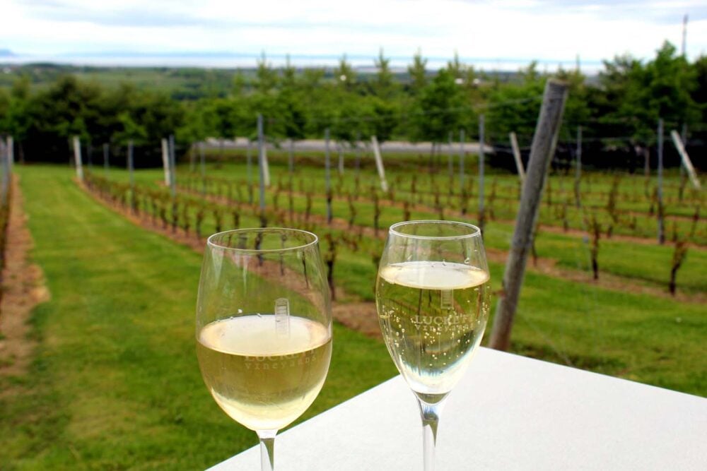 Two glasses of wine on table in front of vineyard on Magic Winery Bus tour at Luckett Vineyards, Wolfville