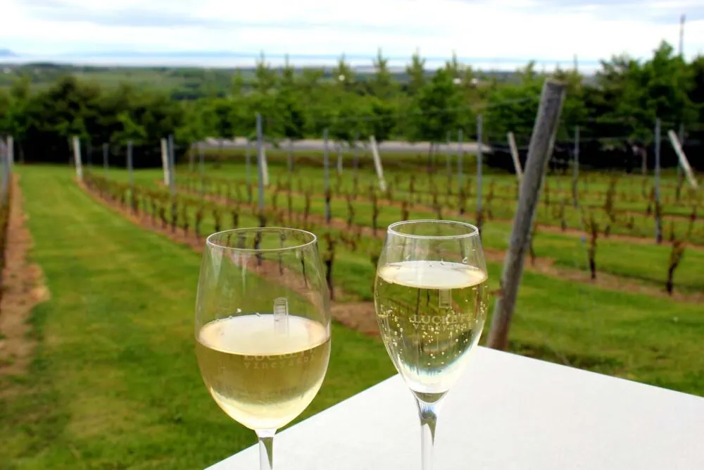 Two glasses of wine sit on a table in front of a vineyard in Wolfville, Nova Scotia