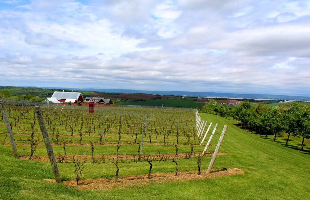 winery tour halifax nova scotia