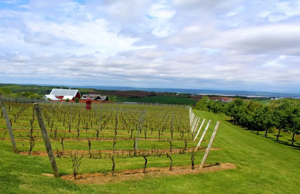 luckett winery magic wine bus tour wolfville