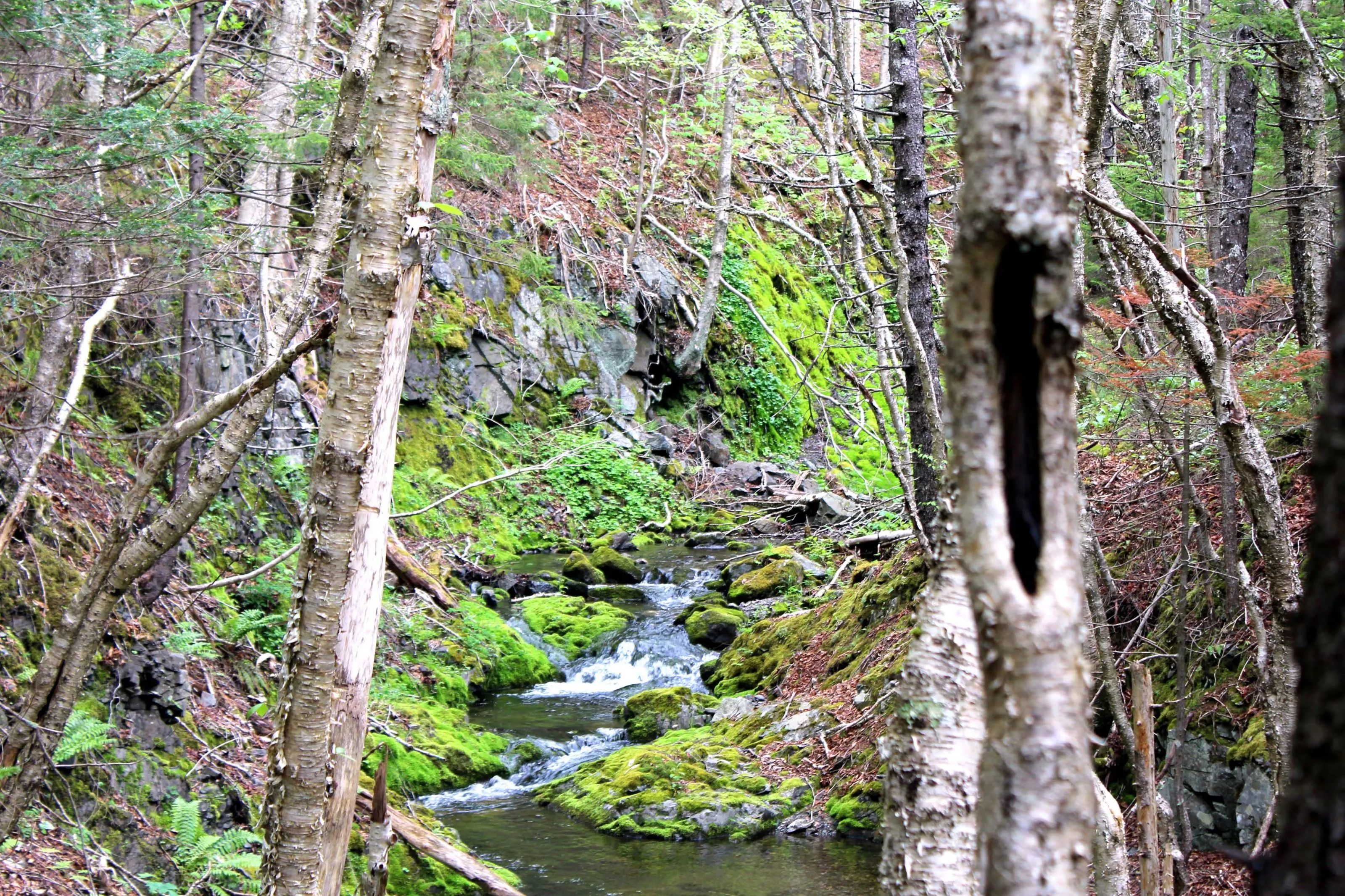 Small stream cascading in forest on the Cape Chignecto Coastal Trail