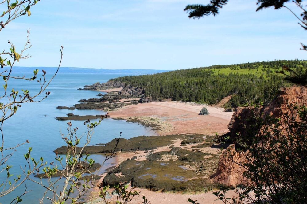 View through trees at pink hued sandy beaches on the Cape Chignecto Coastal Trail