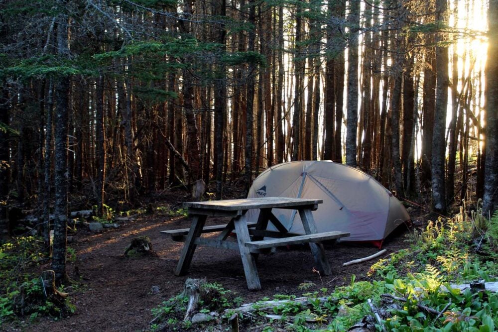 Seal Cove campsite with set up tent and picnic table surrounded by small trees