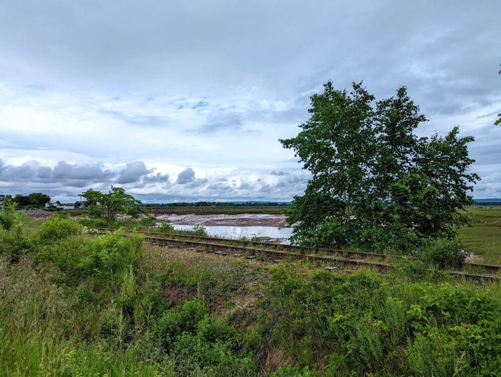 Looking across from the Wolfville Rail Trail towards the actual rail tracks and agricultural dykes in background