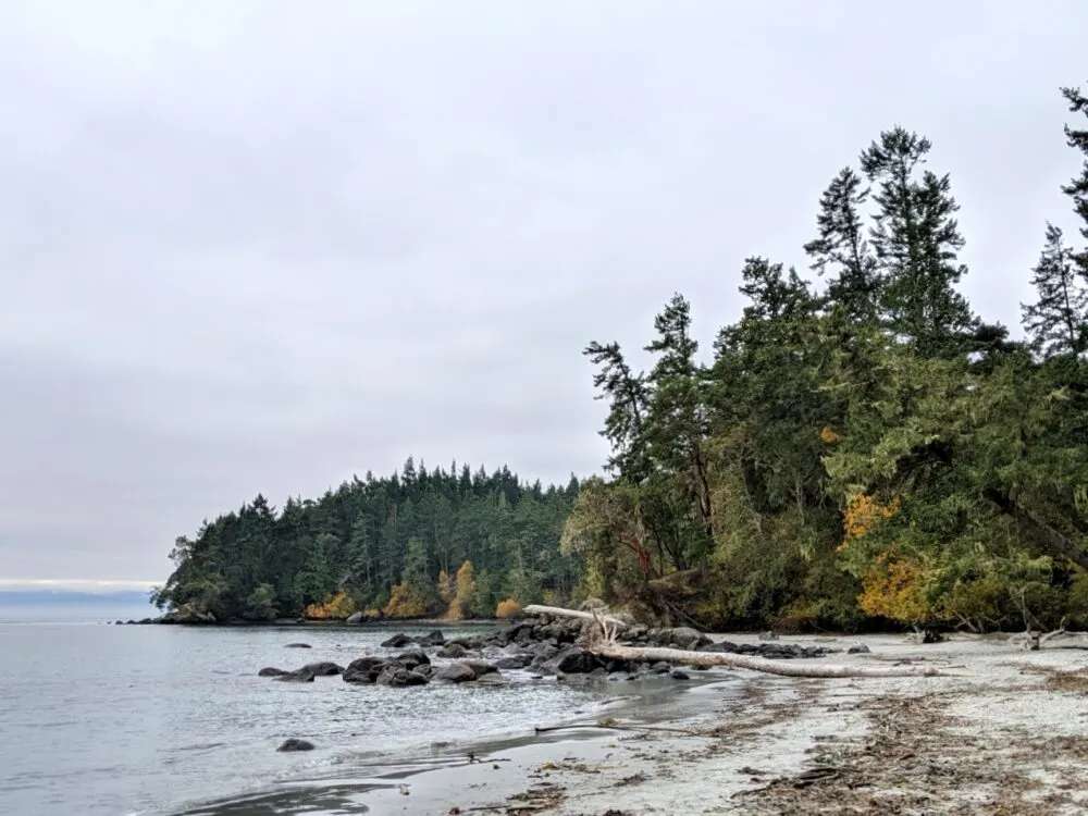 Side view of sandy beach at East Sooke Regional Park, with driftwood and rocks on shore, trees lining coast. Some of the trees are changing autumnal colours