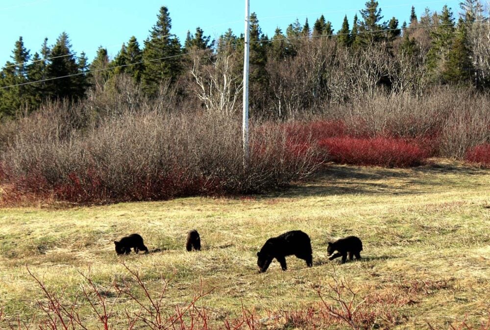 Four black bears eat grass in open area in Forillon National Park. One bear is larger than the others