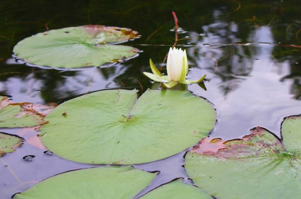 lilypads lac la peche quebec