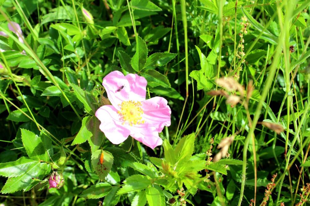 Close up of pink wildflower surrounded by grass on Fishing Cove Trail, Nova Scotia