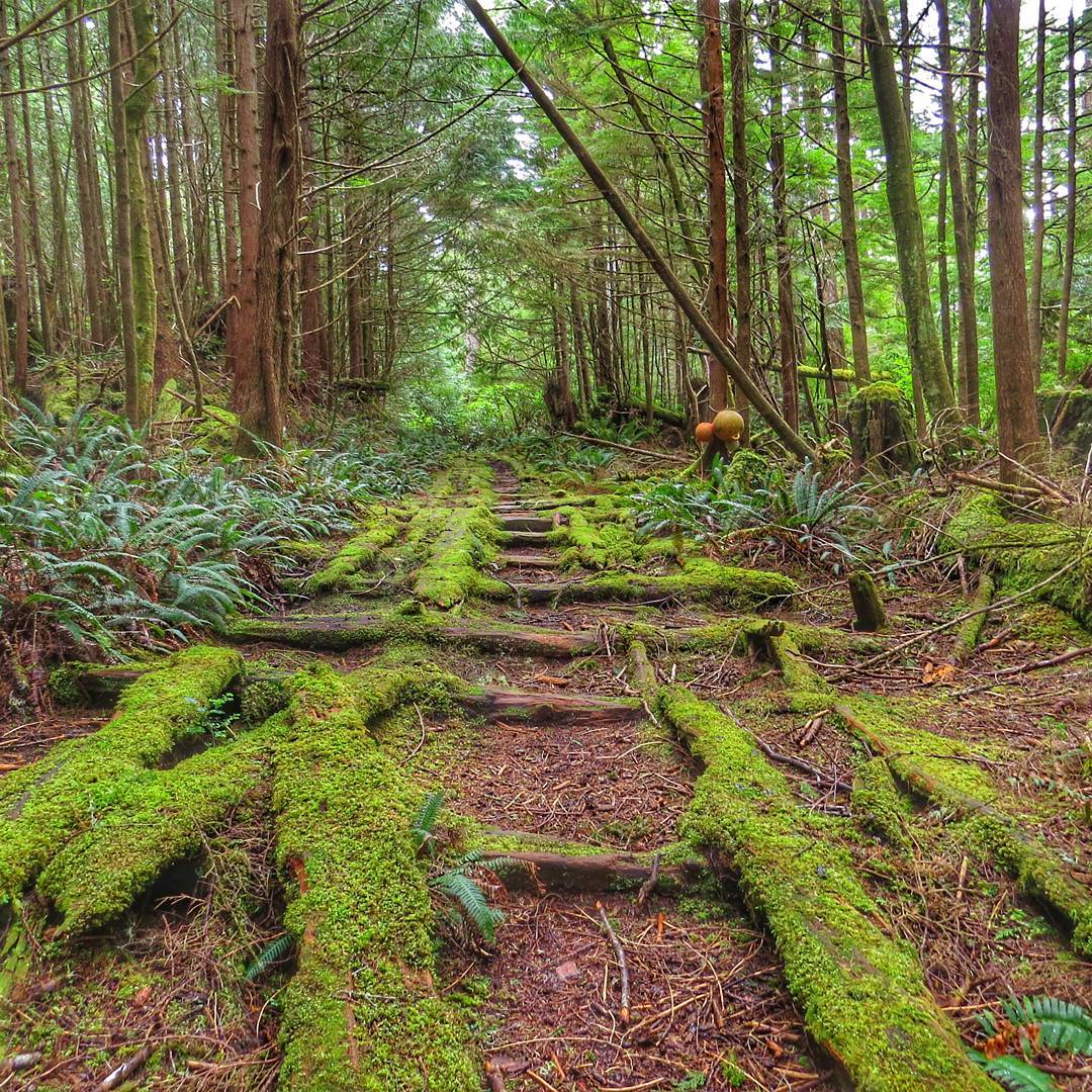 Trail leading into the distance with moss covered planks, remnents of the old military road to the Cape Scott radar station