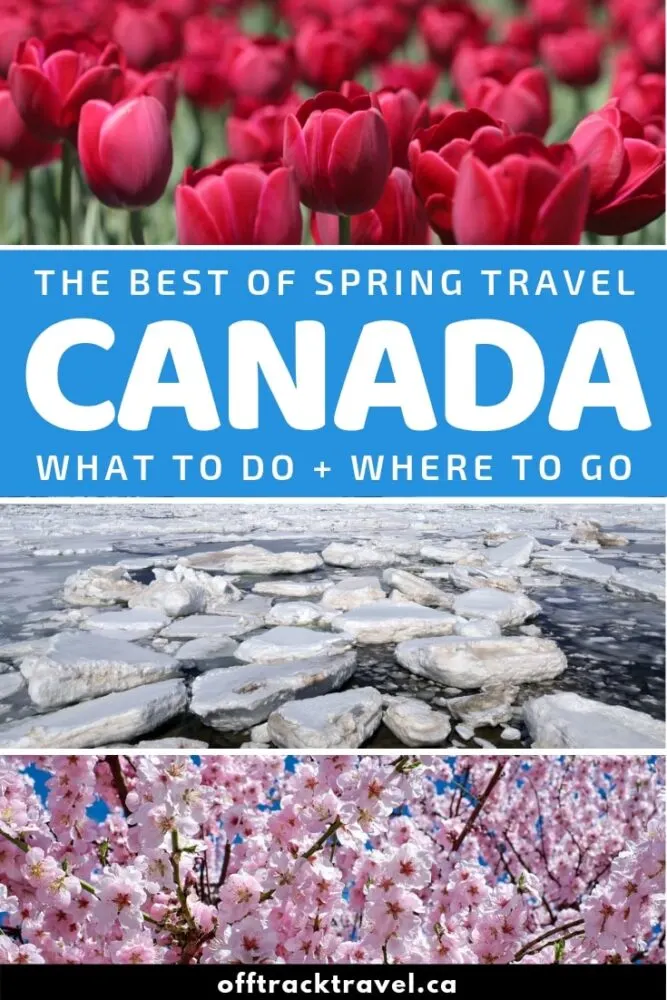 Spring travel in Canada is quieter, more affordable and somehow more rewarding. Most visitors to Canada arrive in the months of July and August so March to June is considered a 'shoulder' season. In this comprehensive guide, discover the highlights of visiting Canada in spring as well as top travel destinations and spring travel advice! offtracktravel.ca