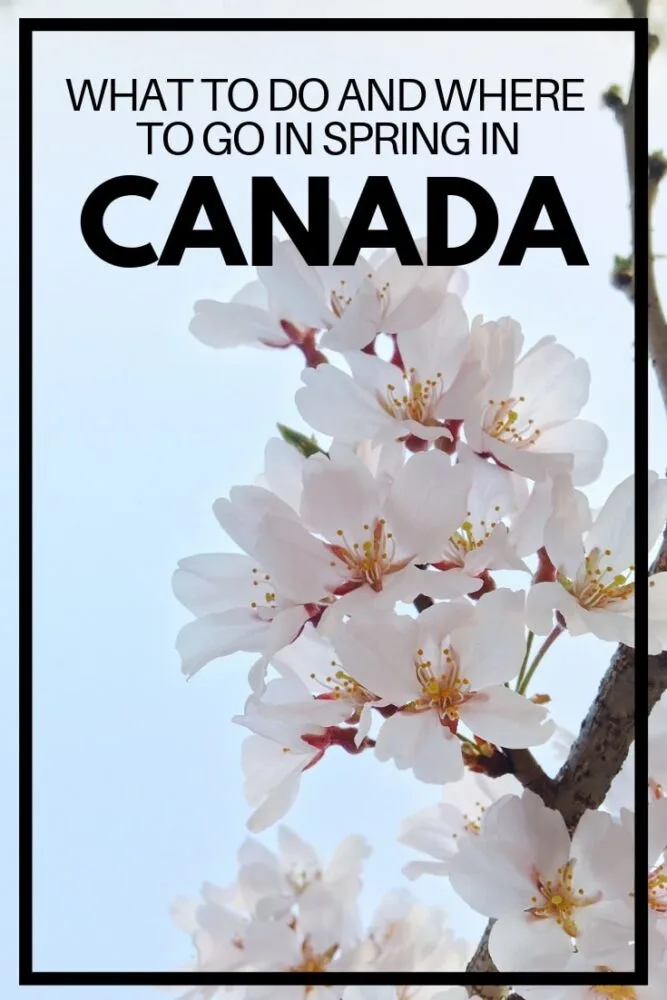 The arrival of the spring equinox around 21st March signifies the official arrival of spring in Canada. The reality can sometimes feel a little different in the Great White North but nonetheless, spring is a great time of year to travel Canada. Spring travel in Canada is quieter, more affordable and somehow more rewarding. In this comprehensive guide, discover the highlights of visiting Canada in spring as well as top travel destinations and spring travel advice. offtracktravel.ca 