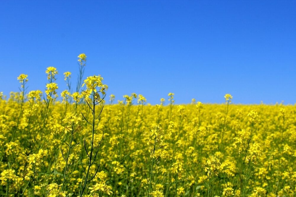 Close up of a field of canola Yellow flowers with a blue sky