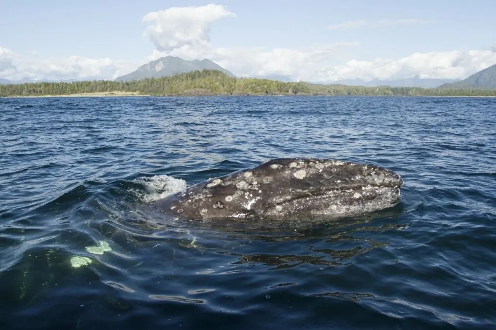 Gray whale rising out of water with barnacles on body