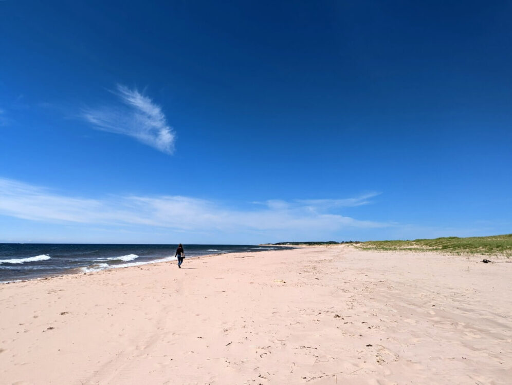 Back view of Gemma walking along golden sand beach on Prince Edward Island on blue sky day