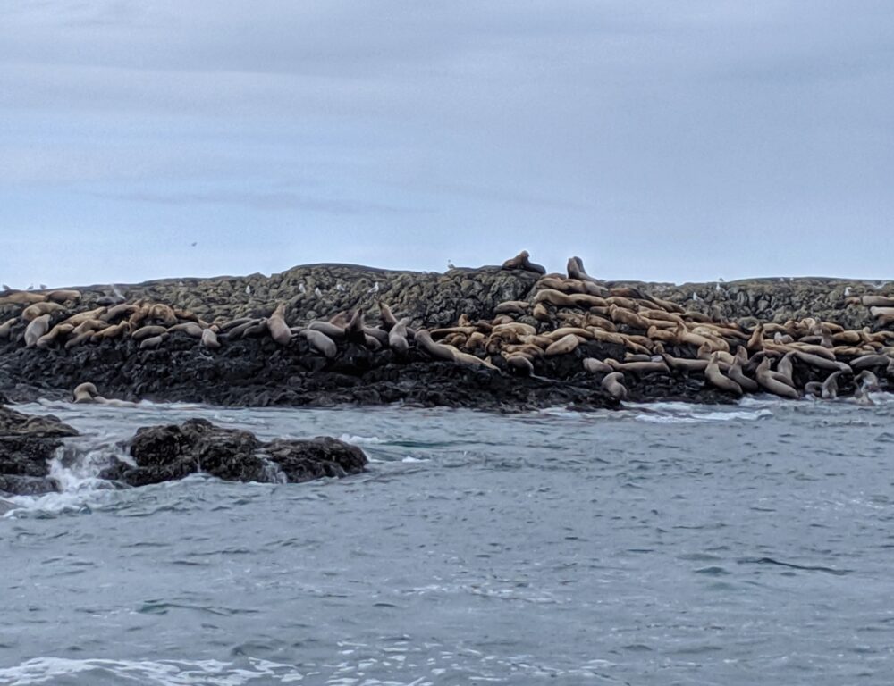 Ocean rock covered with sea lions, as seen on a wildlife watching tour in Tofino