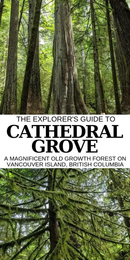 Featuring a magnificent temperate rainforest with enormous 800 year old trees, Cathedral Grove is an essential stop on any Vancouver Island road trip. Click here to discover all of the info you need to know! offtracktravel.ca