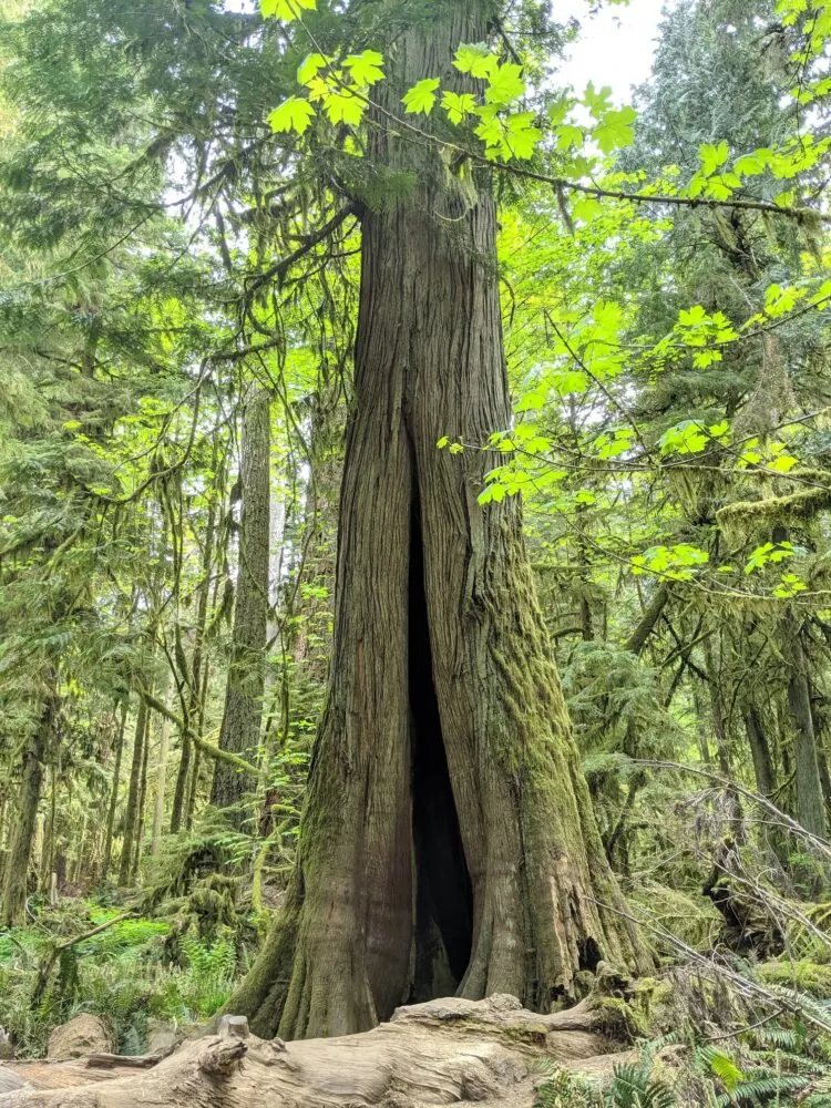 Large tree with cave like opening in trunk