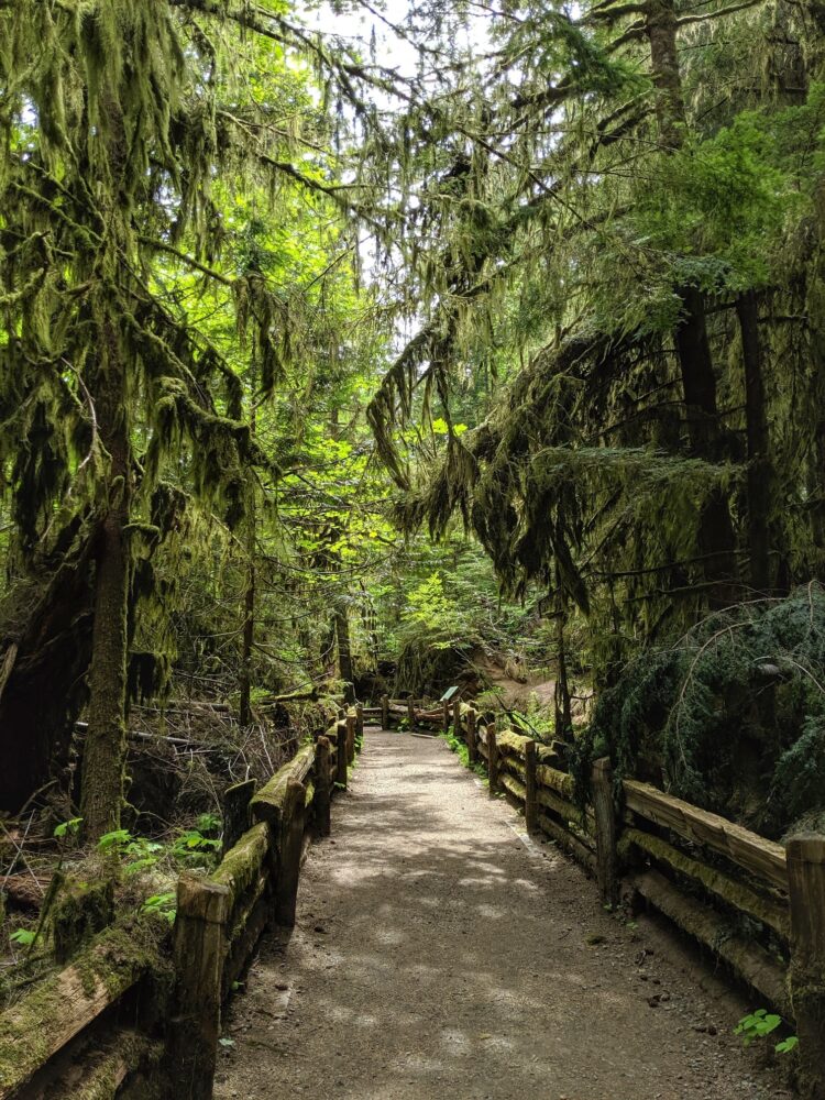 Dirt pathway bordered by moss covered fencing through thick temperate rainforest in Cathedral Grove