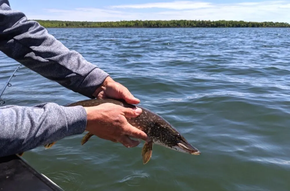 Adam from Angling Algoma returning a northern pike to the water on a Lake Huron fishing charter