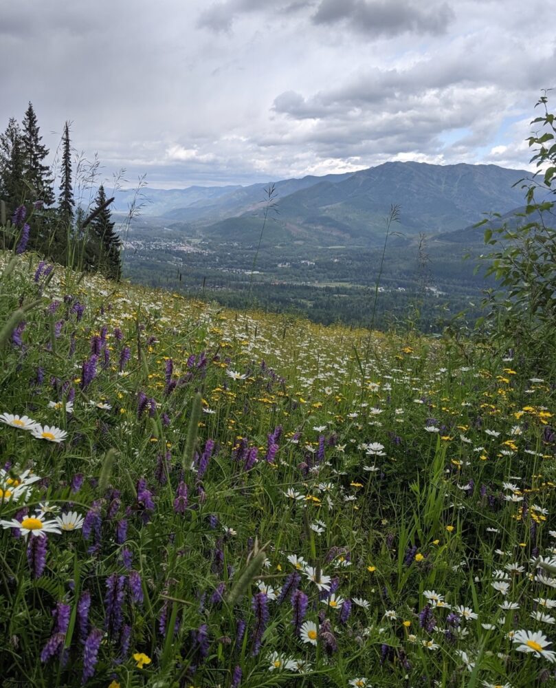 Purple and white wildflower meadow at Fernie Alpine Resort, BC