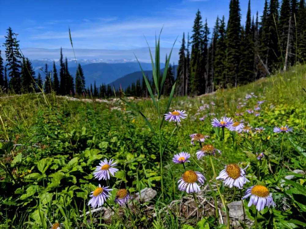 Wildflowers on slopes of Revelstoke Mountain Resort