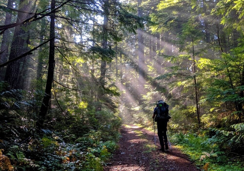 JR is hiking through a forest with sun streaming through the trees