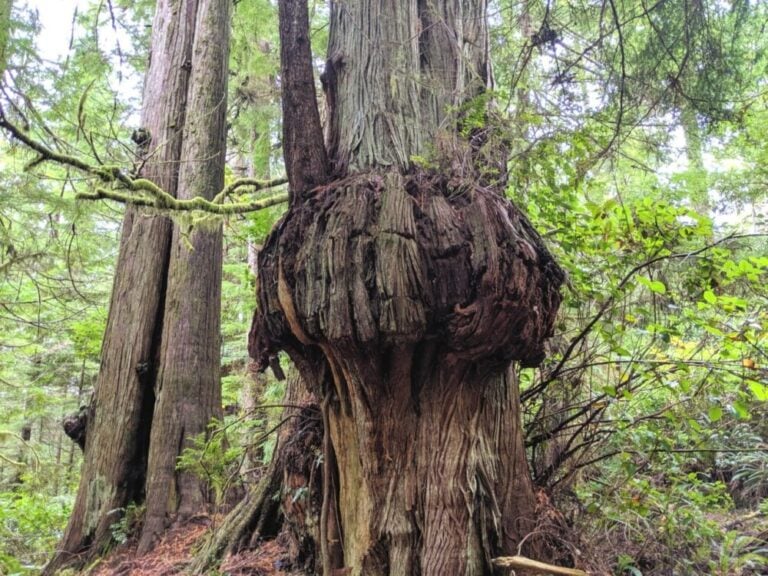 Where to Find Big Trees on Vancouver Island, British Columbia