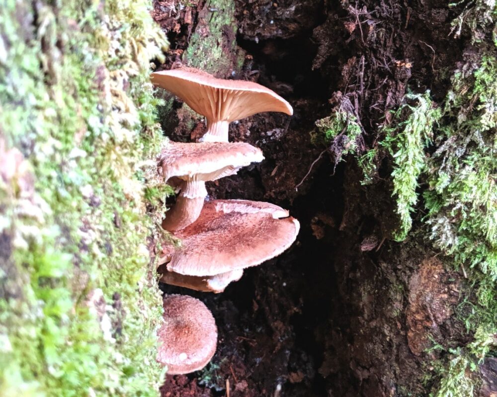 Brown mushrooms growing in a tree trunk