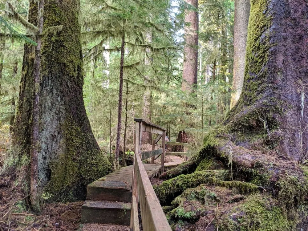 A wooden elevated boardwalk leads through the mossy forest