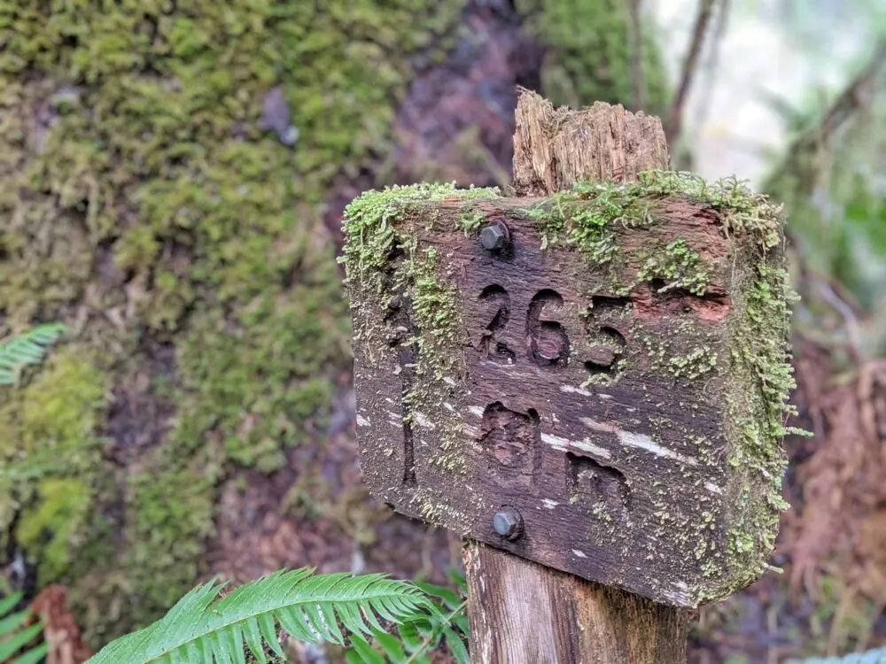 A mossy wooden sign with tree height carved into it - 265 feet and 81m