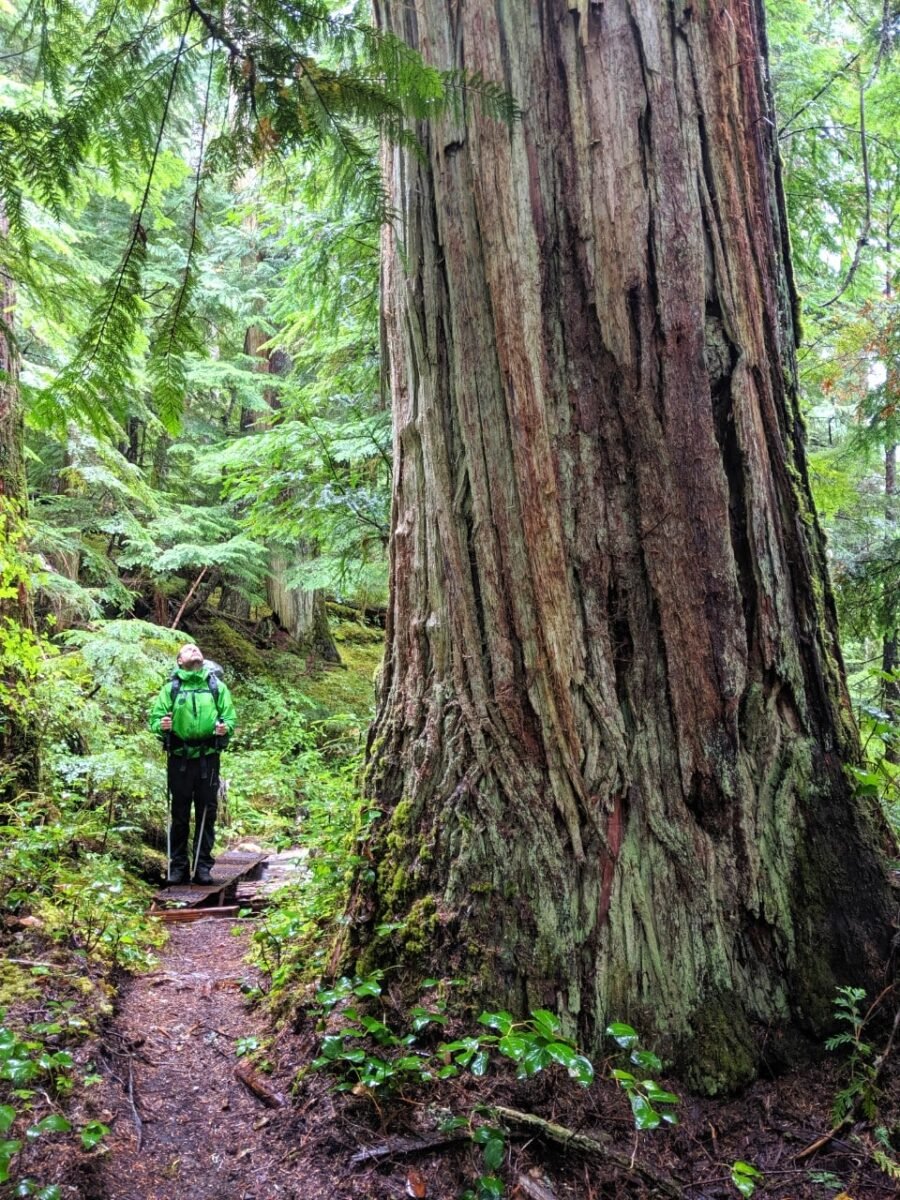 JR looking up towards a huge old growth tree on the Sunshine Coast Trail