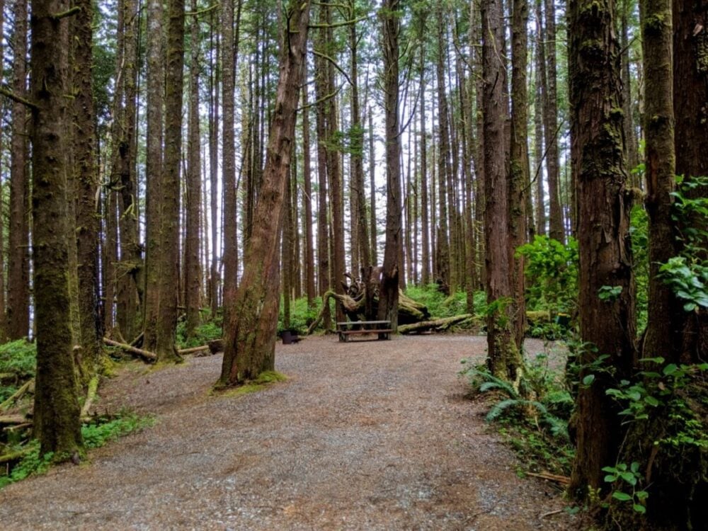 Looking into a campsite with picnic tables and fire ring, surrounded by trees