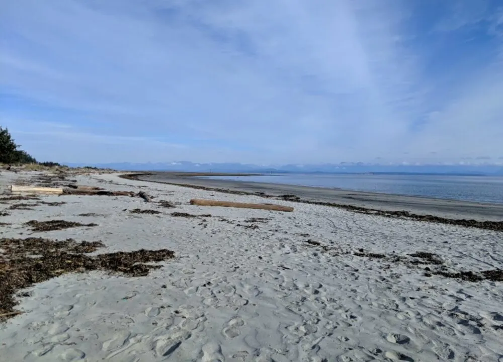 Looking across white coloured sandy Saratoga Beach with scattered driftwood. The ocean is calm