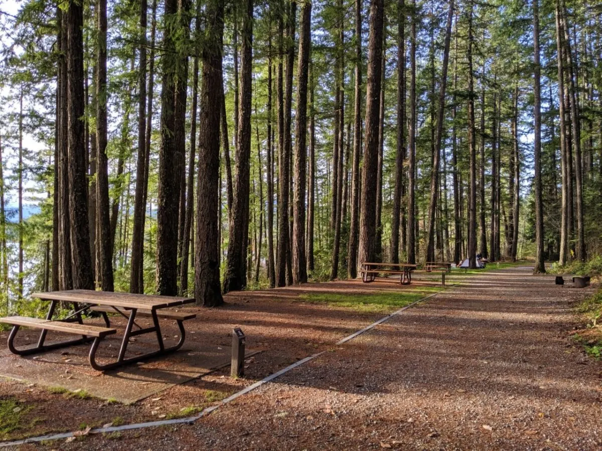 Forested walk-in campground with picnic tables