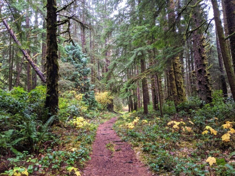 A hiking trail weaves through the trees into the distance