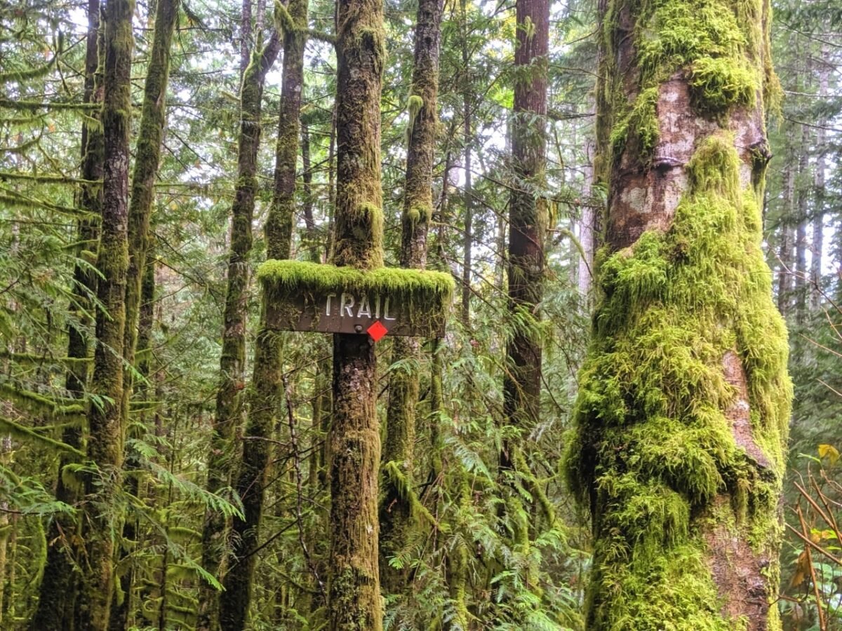 A Sunshine Coast Trails is covered with inch thick moss