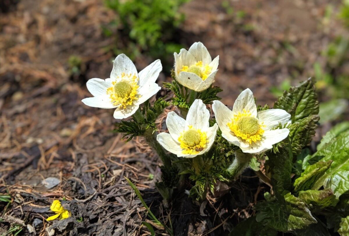 Close up of pale and bright yellow alpine wildflowers