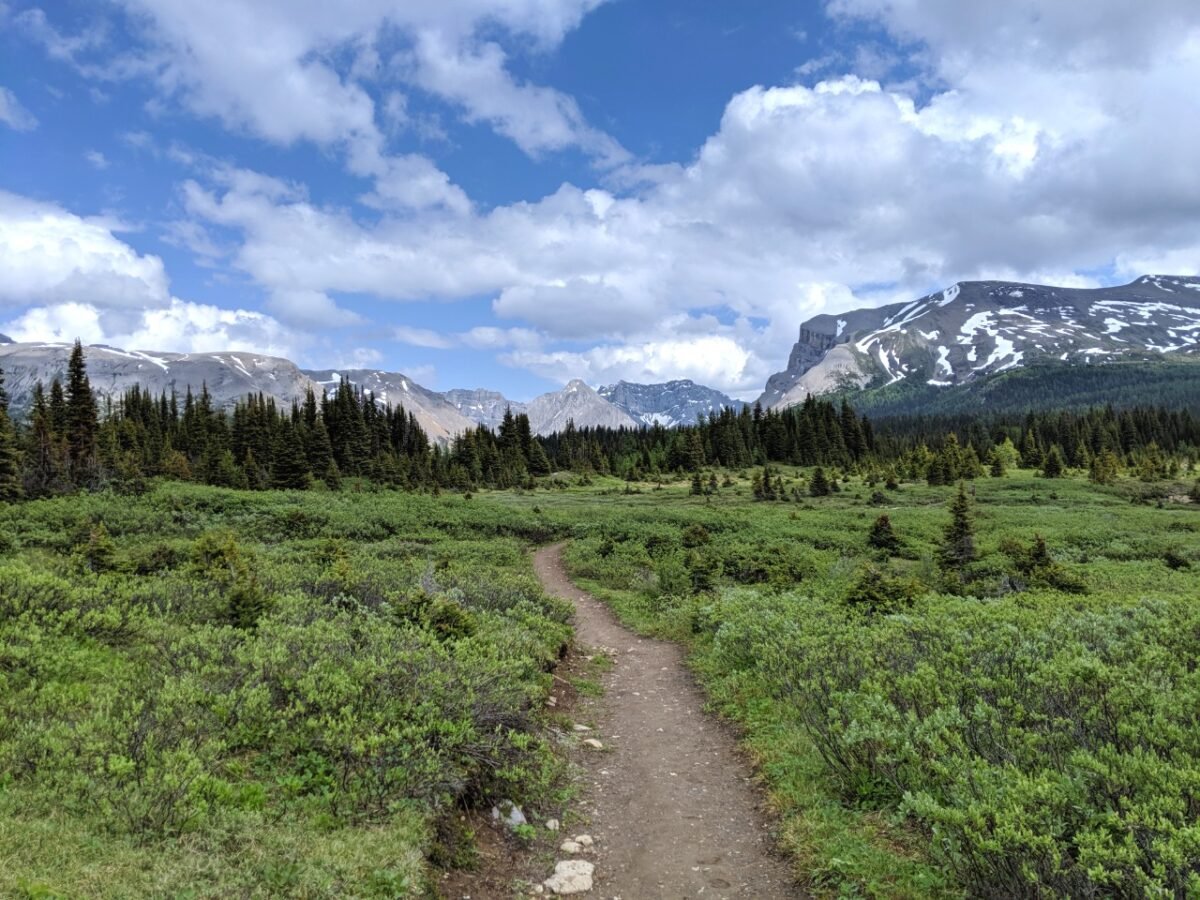 Dirt hiking trail leading through alpine meadows, Mount Assiniboine Provincial Park