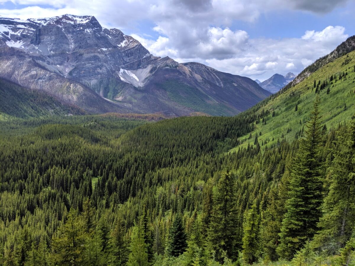 Elevated forest view with mountain backdrop, descending Citadel Pass