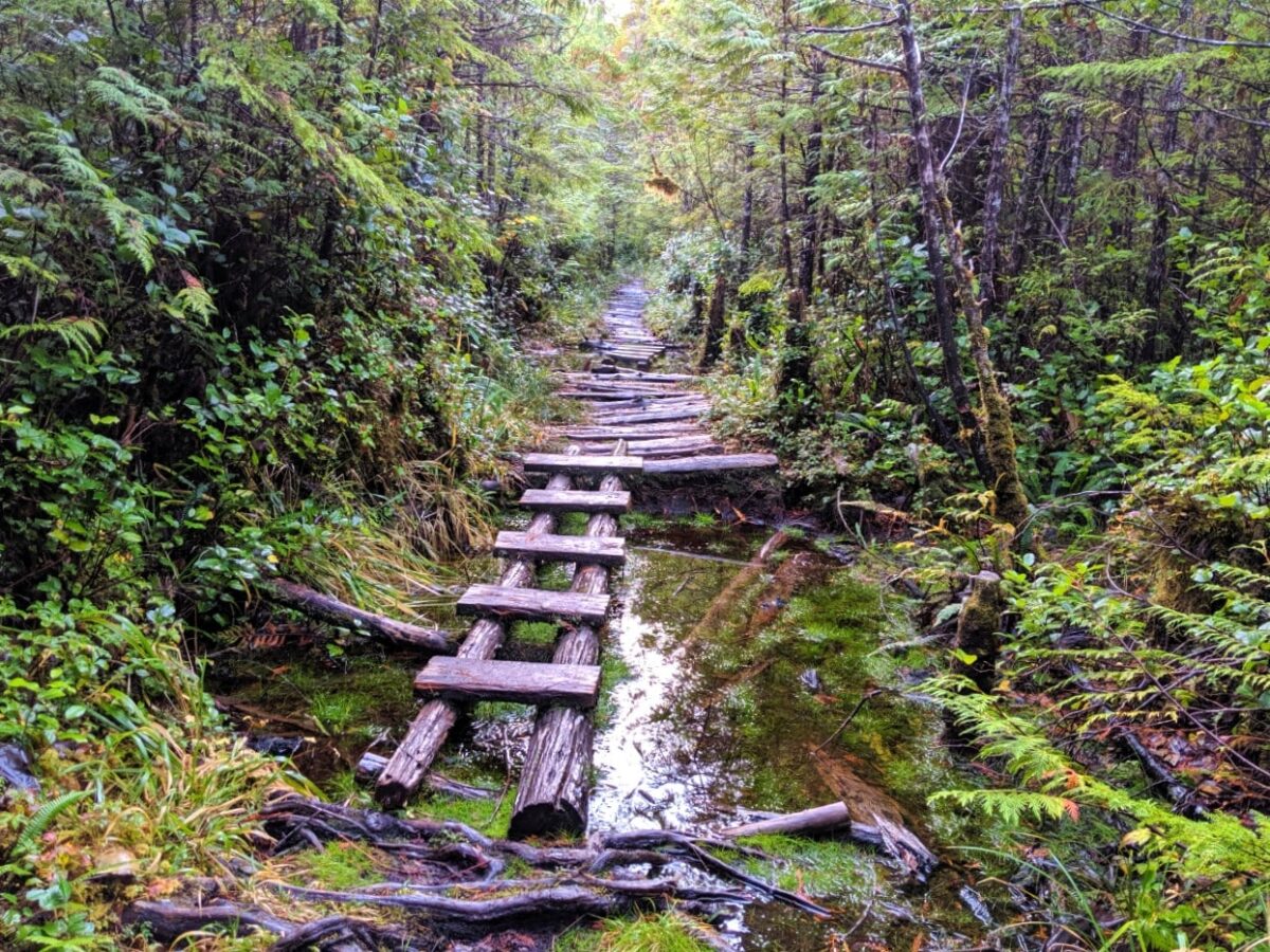 A horizontal wooden ladder stretches over a pool of mud on the Cape Scott Trail