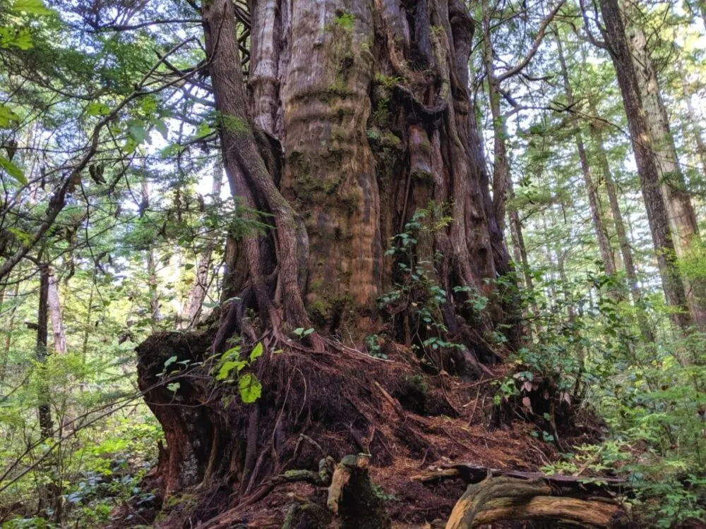 Large, gnarled old growth thee next to Cape Scott Trail, surrounded by thin forest