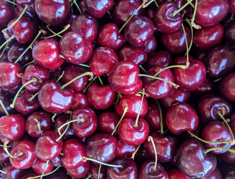 Close up of Osoyoos red cherries