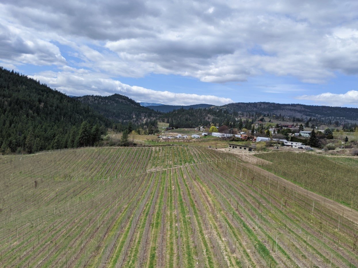 Parallel lines of vineyards in Summerland, with rolling hills behind