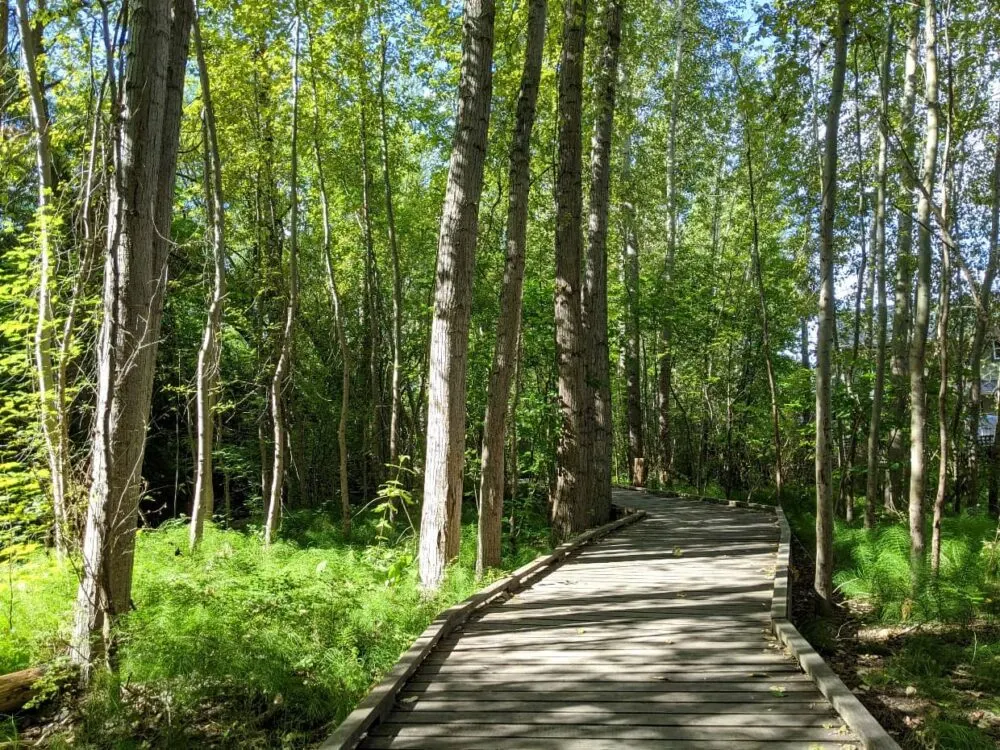 Boardwalk leading into forest on BX Creek Delta Trail